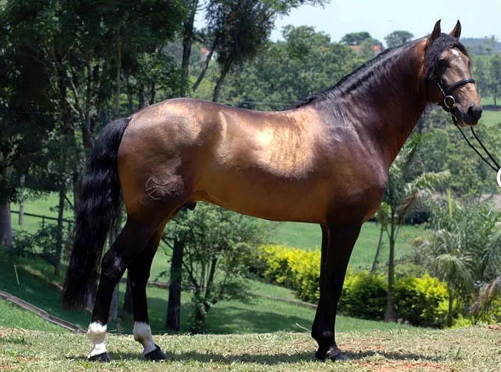 Tufao Interagro - Stallion